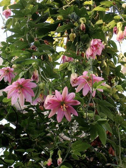passiflora.mollissima.1