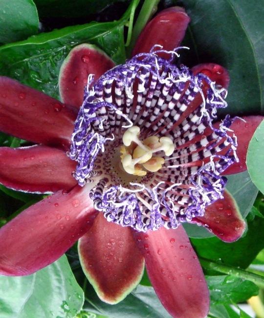 passiflora.quadrangularis