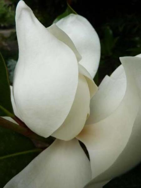 Magnolia grandiflora &#039;Little Gem&#039;