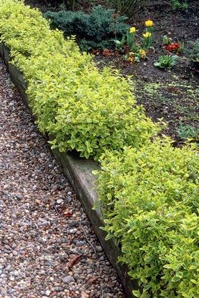 Euonymus fortunei Euonymus fortunei