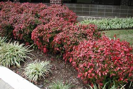 Nandina nana ‘Fire Power’ Nandina nana ‘Fire Power’