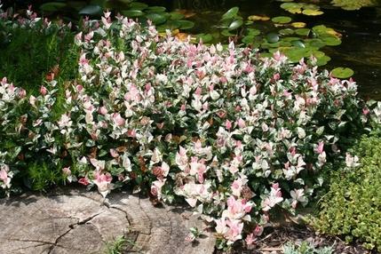 Trachelospermum jasminoides ‘Tricolor’