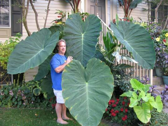 Colocasia esculenta