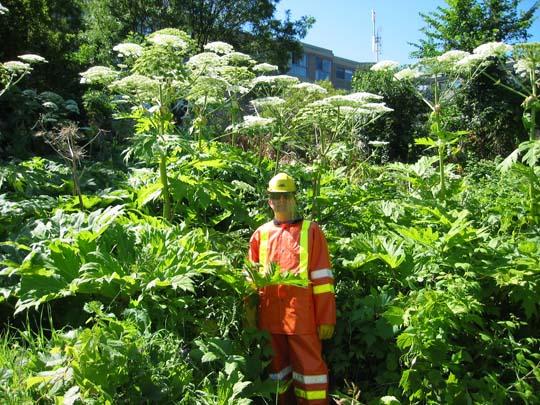 Heracleum mantegazzianum