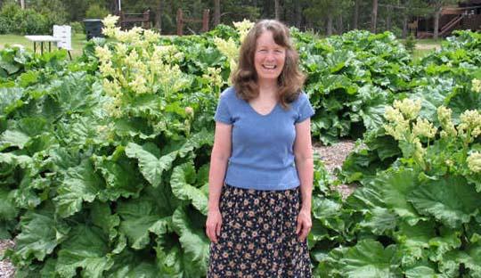 Rheum rabarbarum, Rabarbaro