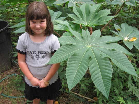 Ricinus communis, Ricino