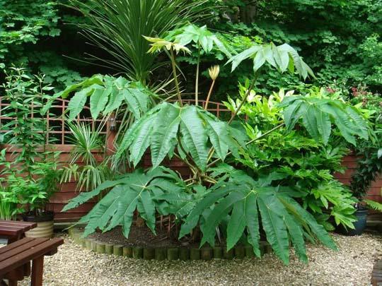 Tetrapanax papyrifer