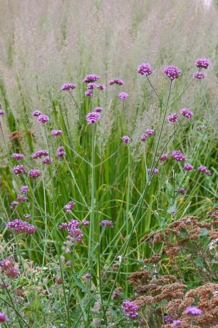 Verbena bonariensis e Calamagrostis brachytricha