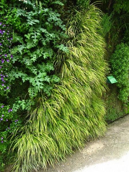 acorus-gramineus_00001