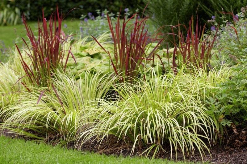 acorus-gramineus_00002