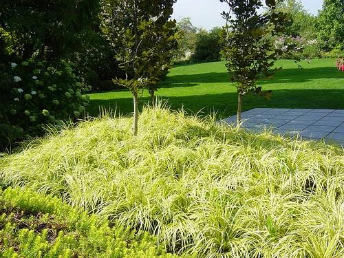 acorus-gramineus_00003