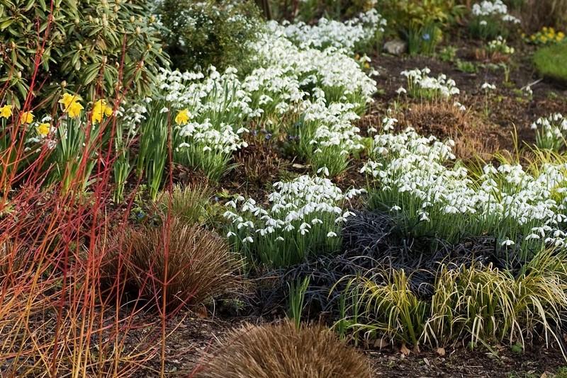 acorus-gramineus_00007