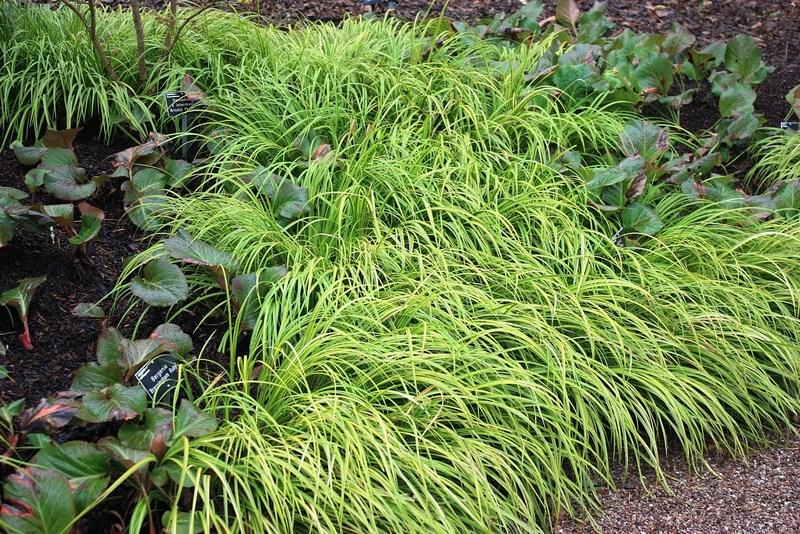 acorus-gramineus_00010