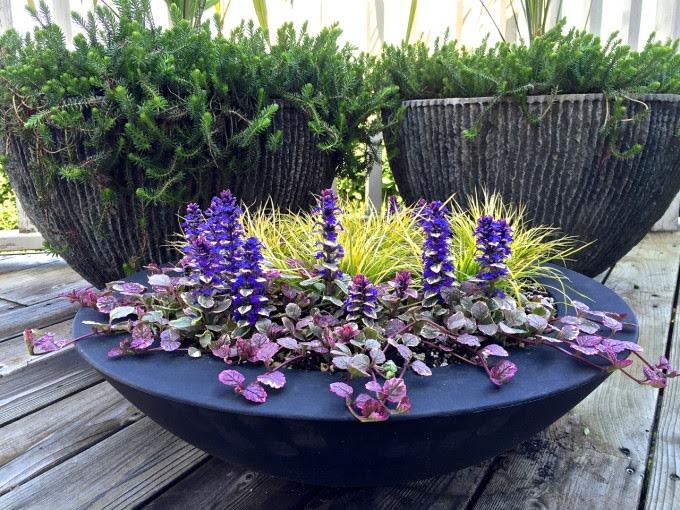 acorus-gramineus_00011