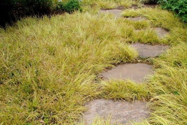 acorus-gramineus_00012