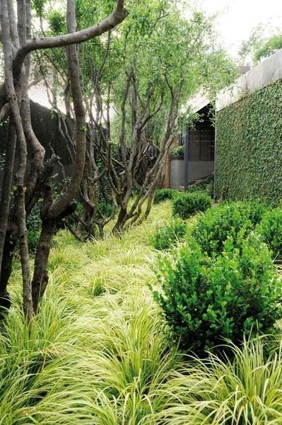 acorus-gramineus_00014