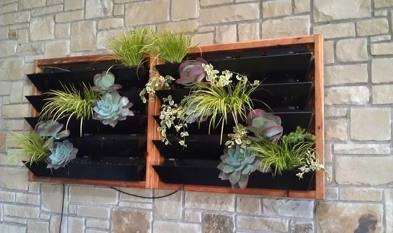 acorus-gramineus_00017