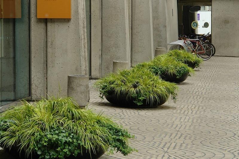 acorus-gramineus_00019