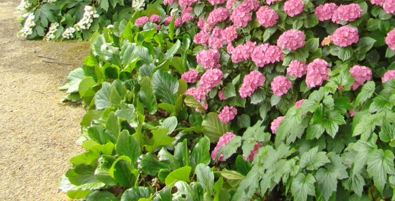 progettazione-creazione-giardini_00009