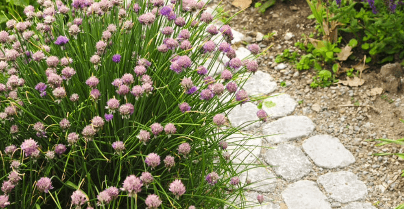 progettazione-creazione-giardini_00017