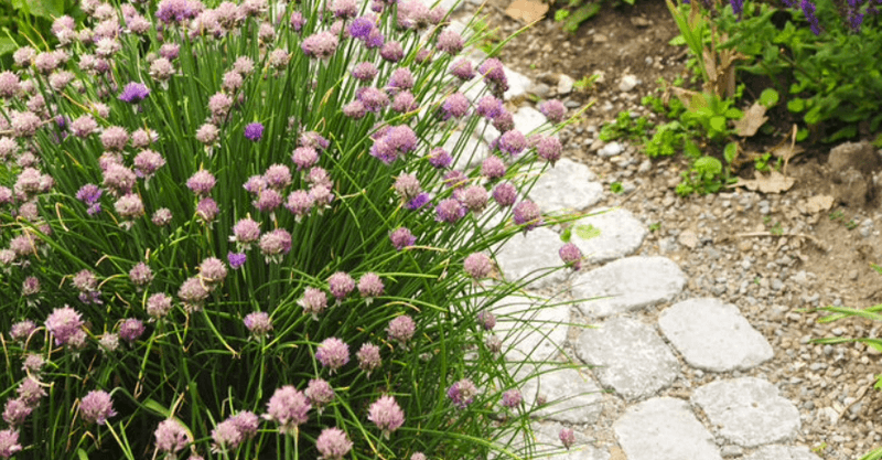 vialetti-camminamenti-sentieri-giardino-idee_00001