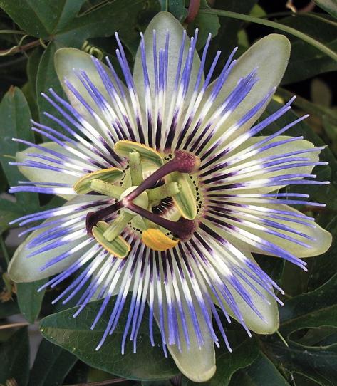 passiflora.caerulea.1