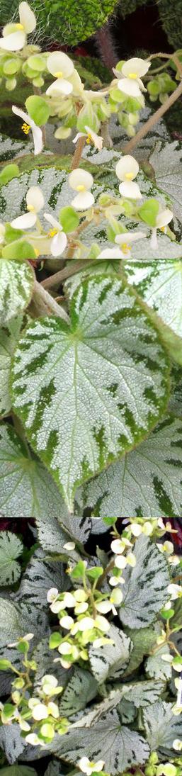 begonia.argentata.1