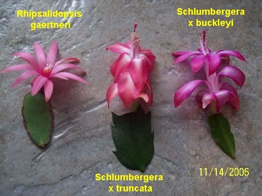 Cactus Di Natale.C Di Cactus Fiorito D Appartamento Di Natale O Di Pasqua Schlumbergera O Rhipsalidopsis