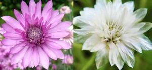 Xeranthemum, bianco e rosa