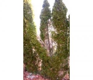 Tuia aperta dal peso della neve