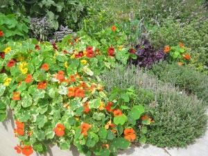 Nasturzio e timo in primo piano