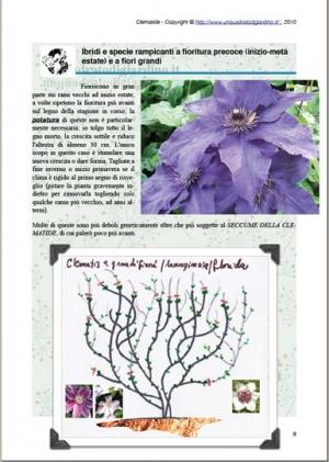 Anteprima Ebook Clematis
