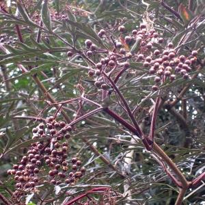 Bacche di Sambucus nigra ‘Black Lace’ 