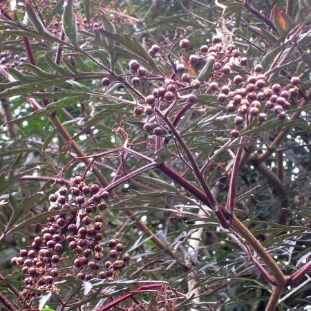 Bacche di Sambucus nigra ‘Black Lace’ 
