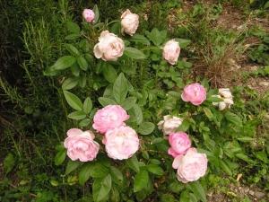 Rosa polyantha &#039;Pink Morsdag&#039;