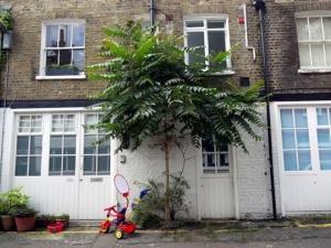 '‬Ghetto Palm‭'? ‬