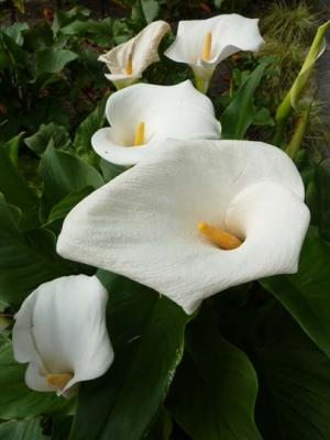 Zantedeschia aethiopica‭