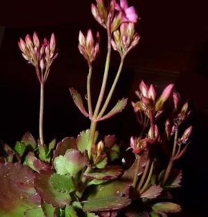 Kalanchoe blossfeldiana: boccioli