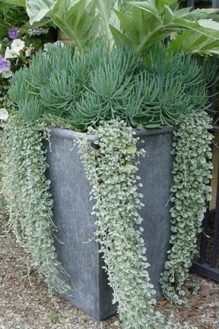 Dichondra repens argentea ricadente
