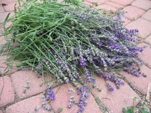 Raccolta dei fiori di lavanda