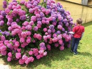 Hydrangea macrophilla correttamente allevata (praticamente non potata)