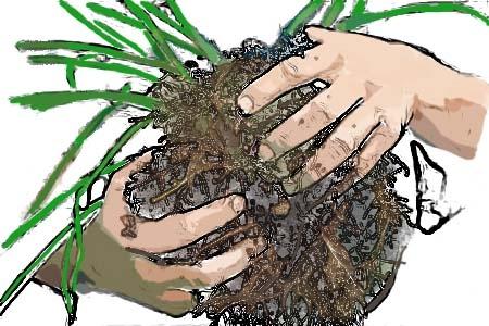 Separare blocchi di radici indistinte con le mani