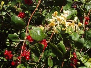 Lonicera spp