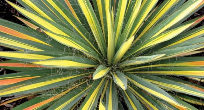 Yucca 'Color Guard'