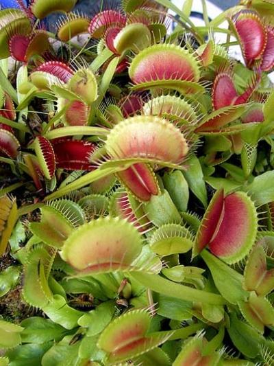 Venere acchiappamosche (Dionaea muscipula)
