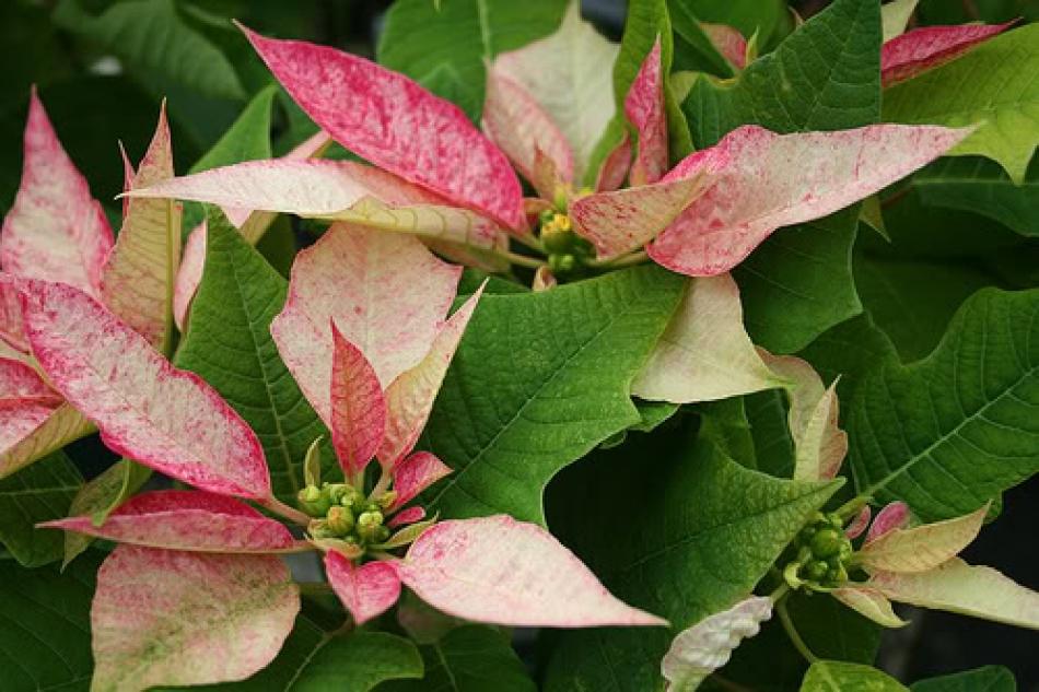Stella Di Natale Winter Rose.Stella Di Natale Poinsettia Euphorbia Pulcherrima Nuove Cultivar Brattee Blu Farla Rifiorire