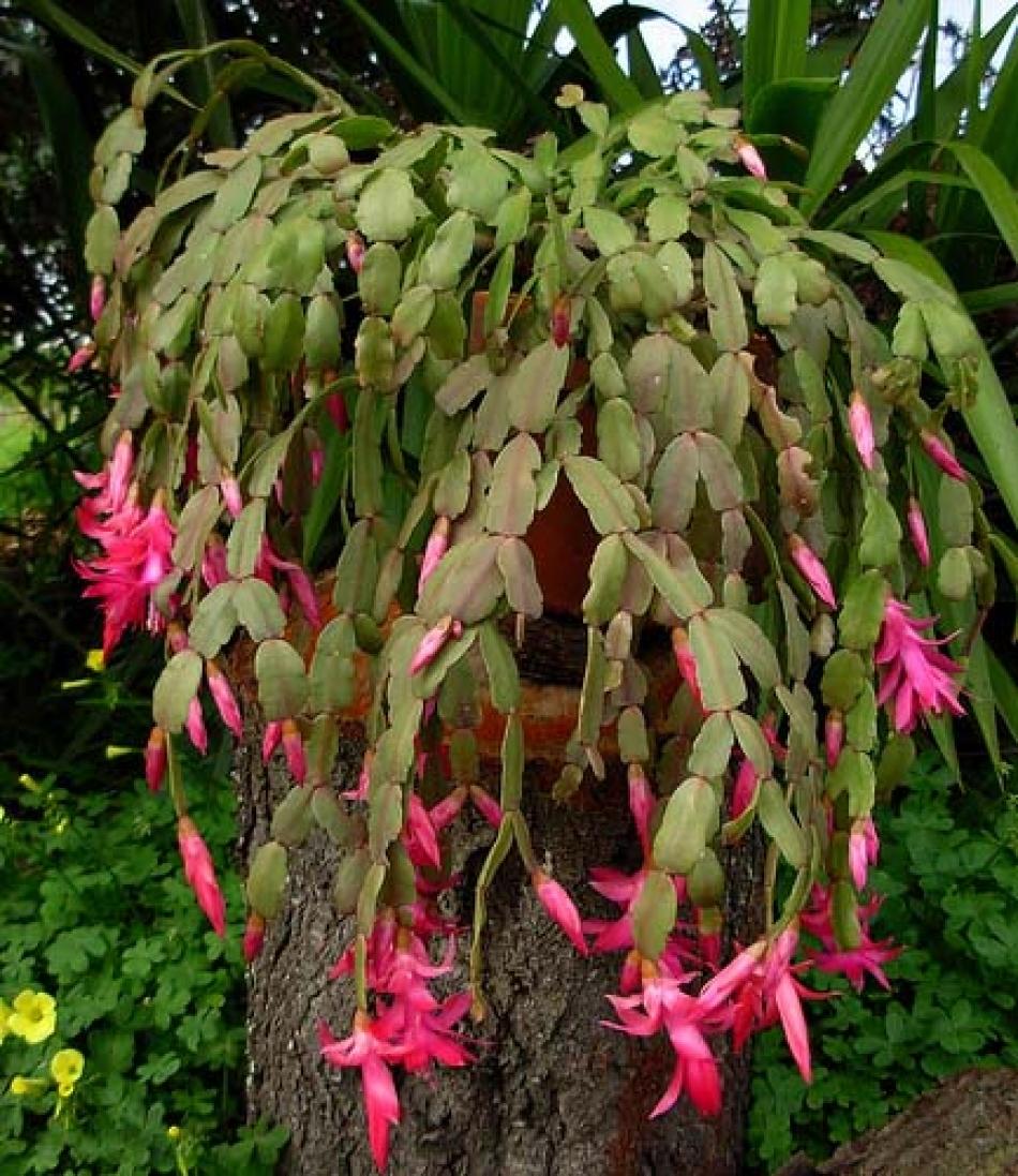 Cactus Di Natale.C Di Cactus Fiorito D Appartamento Di Natale O Di Pasqua Schlumbergera O Rhipsalidopsis