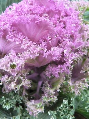 Cavolo ornamentale rosa