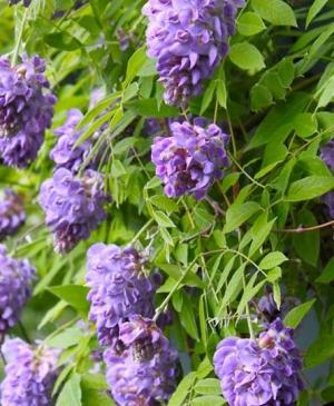 Wisteria frutescens 'Amethyst Falls'