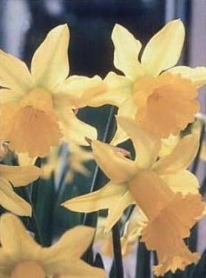 Narciso precoce "January Gold'